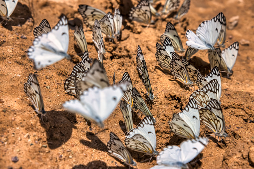 large group of white butterflies sitting on the sand