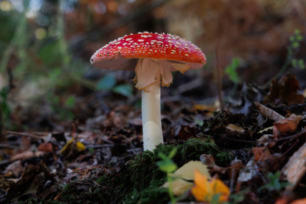 istock Red Mushroom on the forest floor 1461571231