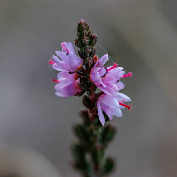 istock Flowering, fragile Purple heather in the forest 1461571366