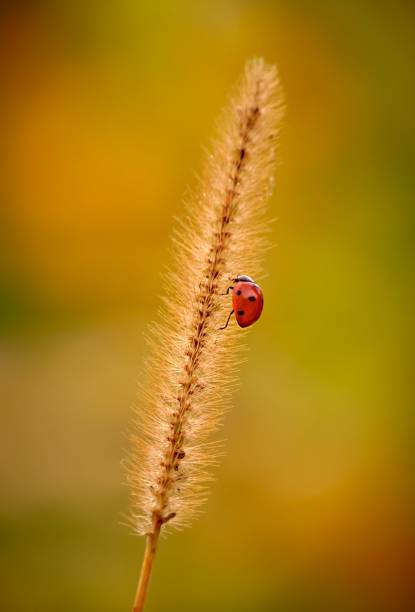 istock Red ladybug on a plant against blurred background 1461572380