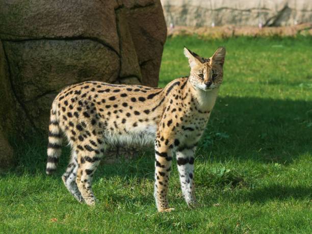 istock Baby serval walking in the Dubai safari 1461572554