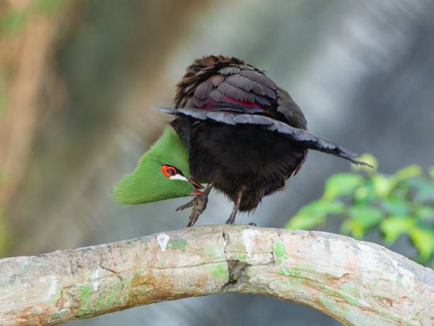 istock Small, cute Tauraco on a tree branch in the Green Planet park Dubai 1461572749