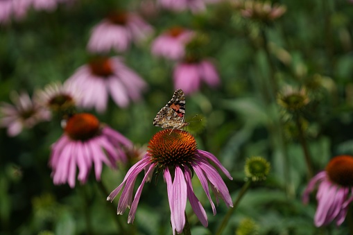 A closeup of a Painted lady butterfly on a pink petal Echinacea angustifolia blossom, in the garden, surrounded by green foliage and flowers