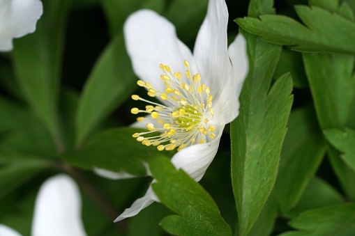 A closeup of a pretty white wood anemone flower with green leaves