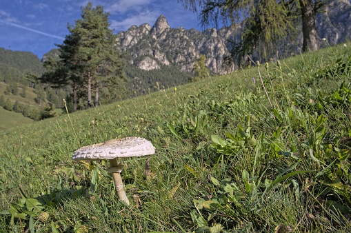 A beautiful view of  northeastern Dolomites Mountains and a mushroom
