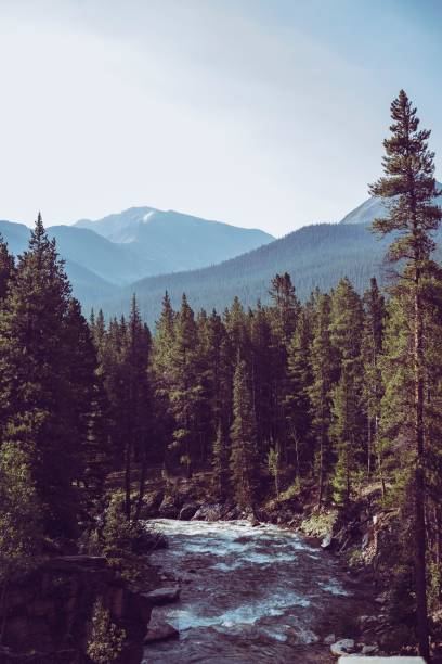 istock Vertical of a picturesque natural environment with a river flowing between leafy trees 1461573353