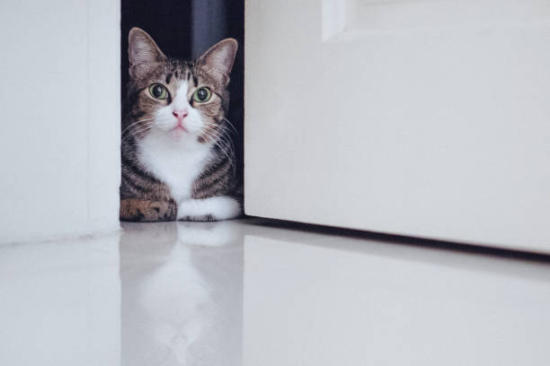 istock Adorable domestic kitten in a room 1461574033