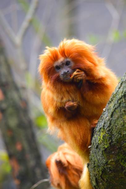 istock Vertical shot of a beautiful monkey on the blurry background 1461574205