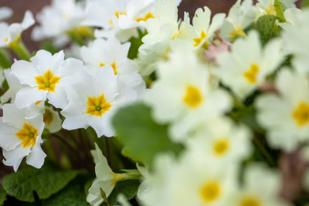 istock Closeup shot of White Primrose 1461574328