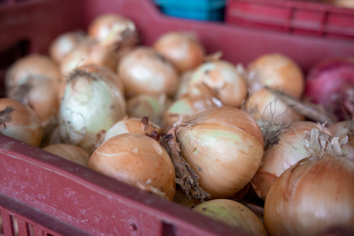 A selective focus shot of onions in the crate ready to be shipped