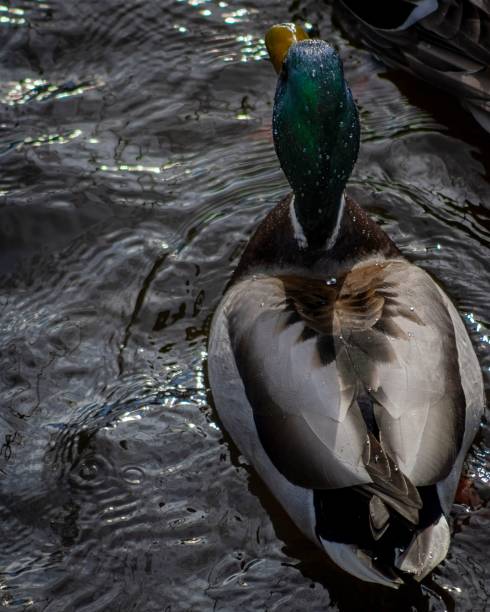 istock Vertical closeup of a wild duck (Anas platyrhynchos) on the water surface 1461577058