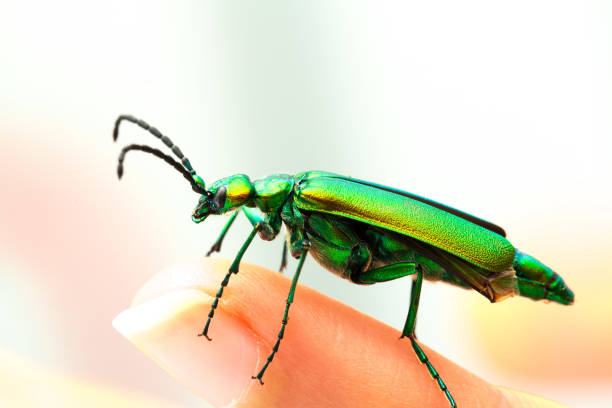 A selective focus shot of a green beetle on a finger