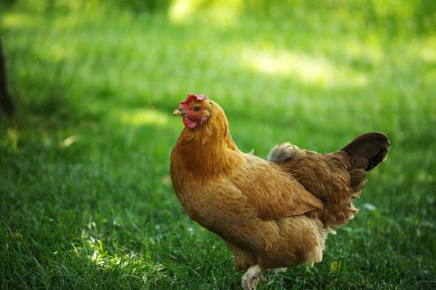 istock Chicken in the field on a sunny day surrounded by green grass 1461577599