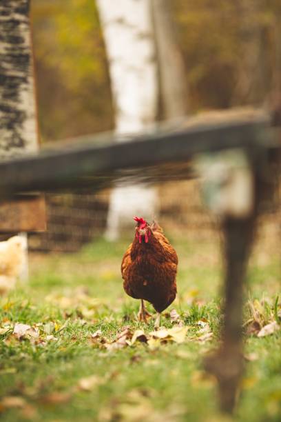 istock Chicken in the field on a sunny day surrounded by green grass 1461577629