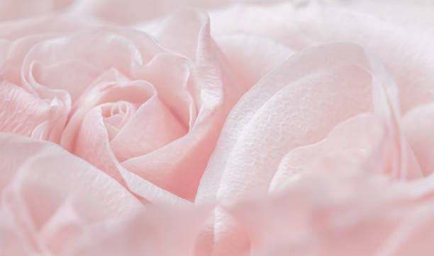 istock Pink pale rose flower petals, soft focus. Macro flowers backdrop 1461578231