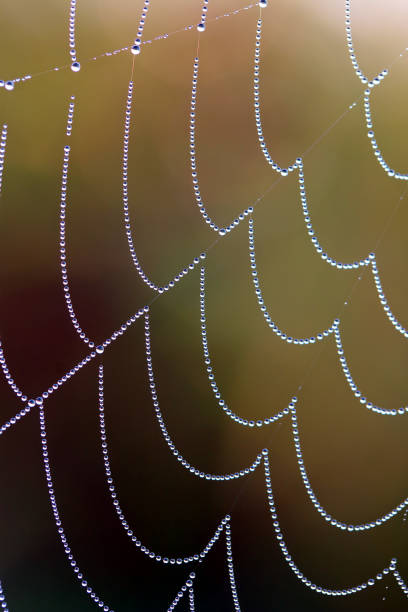 istock Macro shot of water droplest on a spider web after a drizzle 1461578311