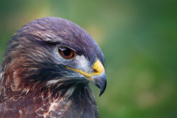istock Closeup portrait of a majetsic eagle with blurred green background 1461578337
