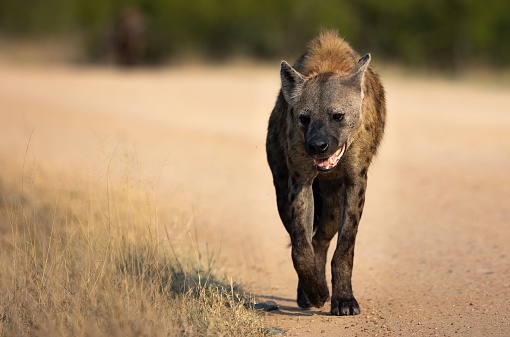 A hyena (Hyaenidae) walking in the Kruger national park on the blurred background