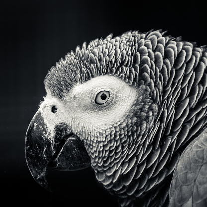 A grayscale portrait of a beautiful parrot staring at the camea