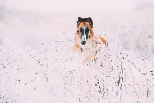 Russian Wolfhound Hunting Sighthound Russkaya Psovaya Borzaya Dog During Hare-hunting At Winter Day In Snowy Field.