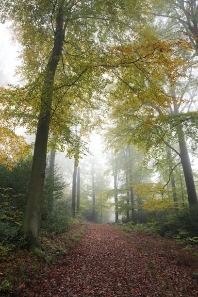istock Vertical shot of a narrow path in a forest surrounded by tall lush trees 1461579654