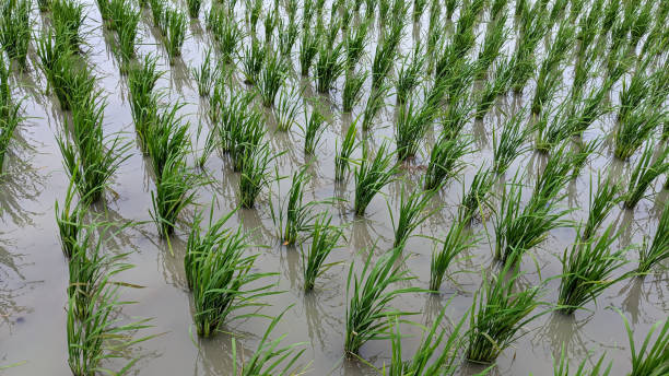 newly planted green young rice plants. high angle