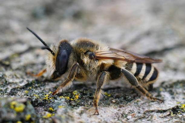 istock Detailed closeup on a male white sectioned leafcutter bee , Megachile albisecta 1461581419