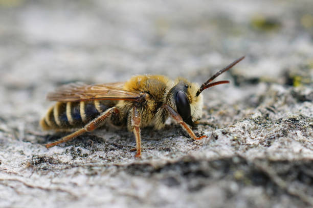 istock Closeup on a cute male mining bee, Andrena variabilis 1461581482