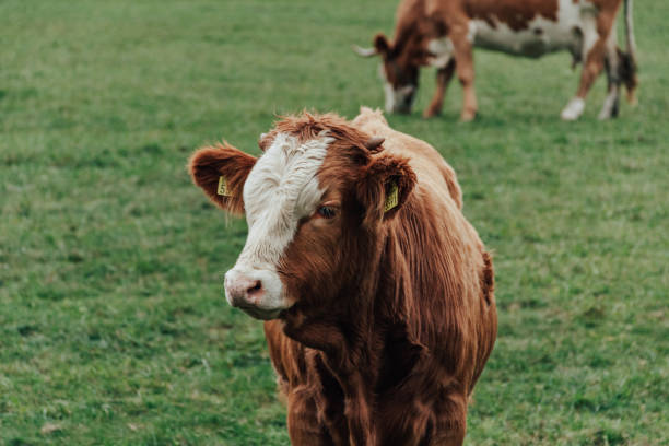 istock Brown cows feeding grass in a green field. 1461581523