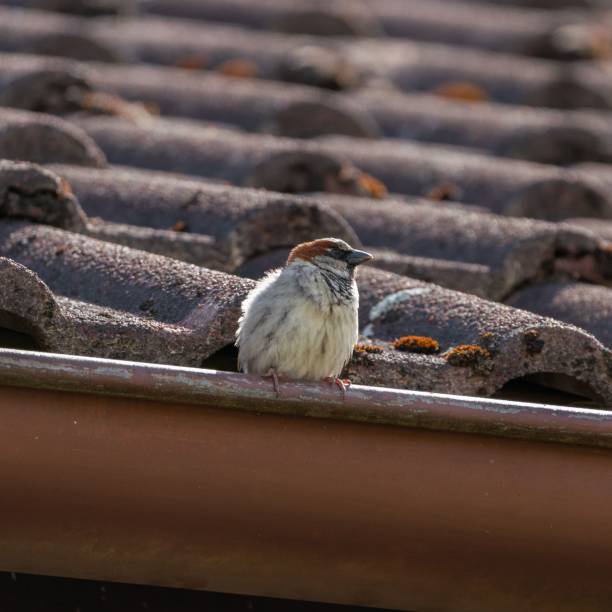 istock View of the bird perched on a roof 1461582367