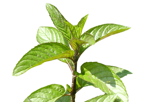 A closeup of the growing green eppermint plant isolated on the white background