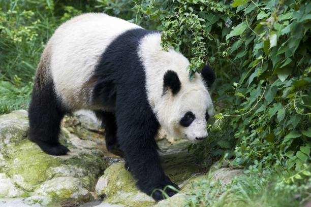 istock Single panda walking on a green rocks in the park. 1461583698