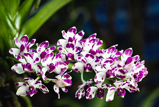 Rhynchostylis Gigantea orchid flowers with pink and white color