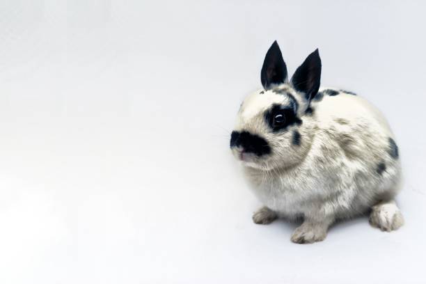Free picture: muzzle, rabbit, rodent