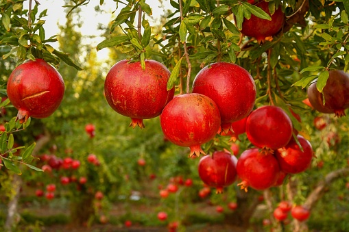 A closeup of growing pomegranates