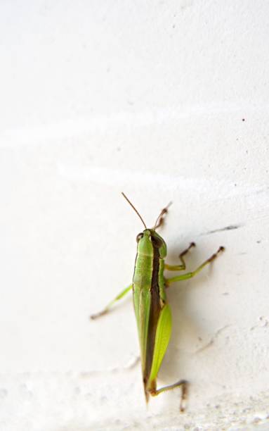 istock Vertical closeup of a green grasshopper on a white wall 1461585128