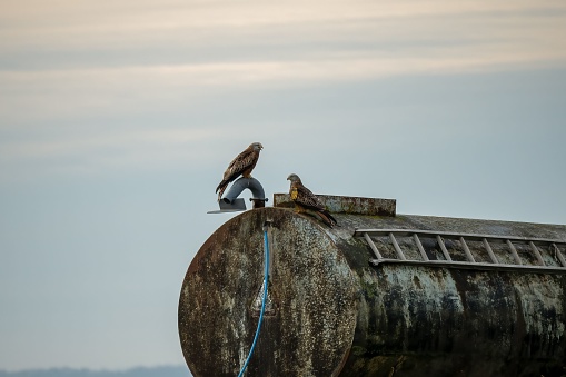 A view of two kite birds on a rusty barrel