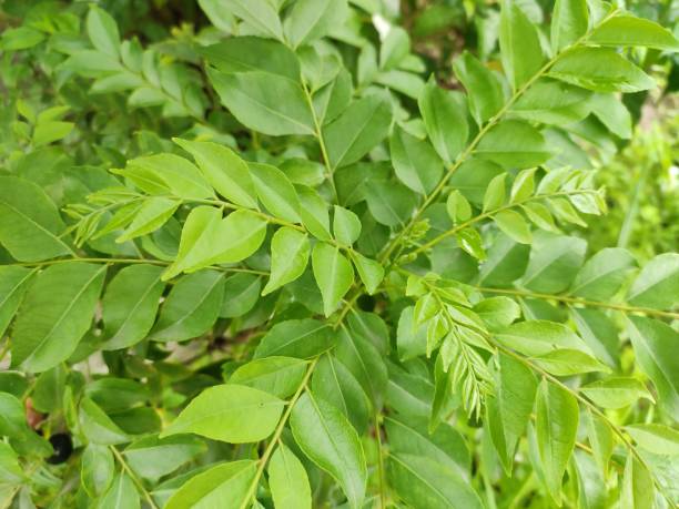 istock Curry leaf plant - Murraya koenigii 1461586029