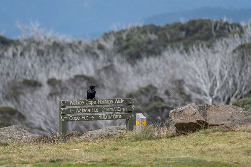 A shallow focus shot of a raven perched on wooden sign in Falls Creek, Victoria, Australia