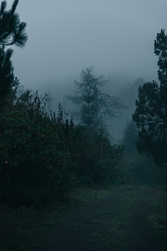 A vertical of a foggy park with leafy trees hiding behind the thick layer of fog
