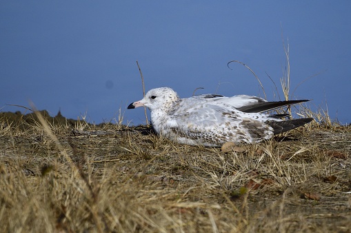 A closeup of a beautiful Ring-billed gull on grass near a tranquil lake during daytime