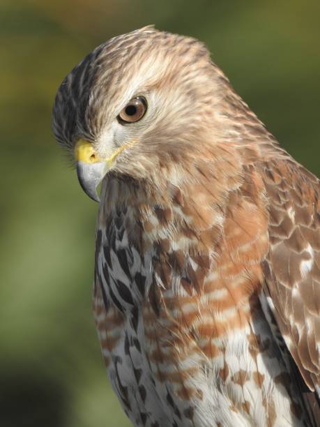 istock Close-up shot of a red-shouldered hawk with a blurred background 1461587456