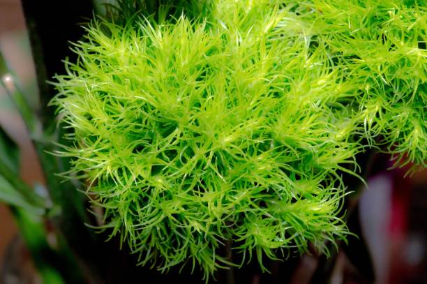 istock Closeup of the common apple-moss against the blurred background 1461587738