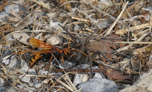 Closeup on a colorful female large spider wasp, Cryptocheilus alternatus, with it's prey,  the large wolf spider, Hogna radiata