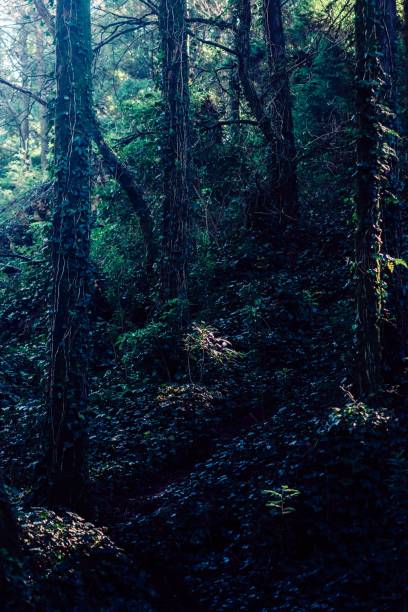 istock Vertical shot of the dark forest with lush vegetation. 1461587848