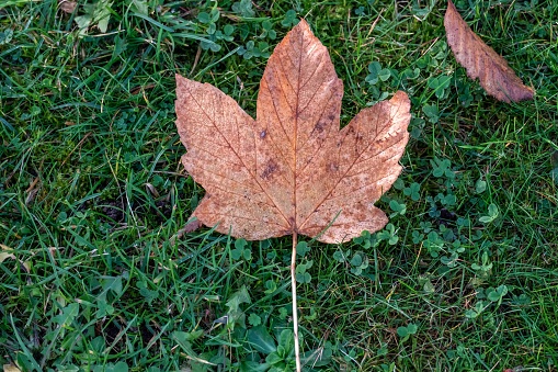 A top view of an autumn leaf fallen on a green grass