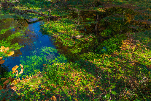 A view of the pond in the forest overgrown with green algae