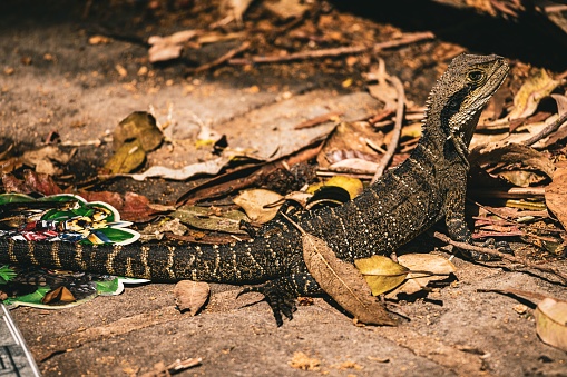 A closeup shot of a lizard in its natural habitat