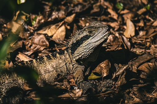 A closeup shot of a lizard in its natural habitat
