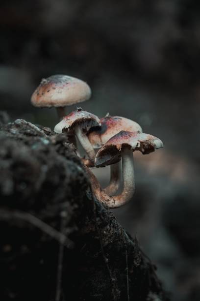 istock Honey mushrooms hanging on a rock 1461589151